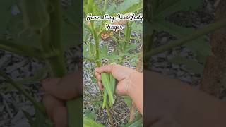 Harvesting OkraLady Finger harvest garden vegetables okra healthy gardening [upl. by Alamaj]