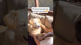 Heartwarming Dog Finally Feels the Baby in Mom’s Belly [upl. by Atekahs103]