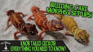 KNOB TAILED GECKOS everything you need to know [upl. by Wasserman]