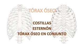 Costillas y esternón Tórax óseo en conjunto [upl. by Aihsenod]