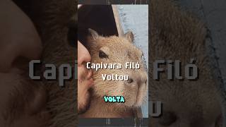 Capivara Filó capivara capivarafiló agenortupinambá influencer Agenor Tupinambá [upl. by Winna]