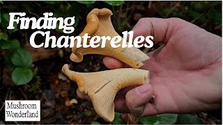 Finding Chanterelle Mushrooms [upl. by Haet]