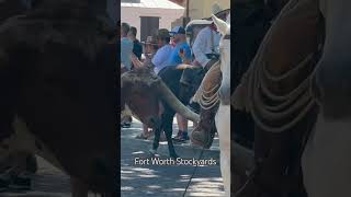 Fort Worth Stockyards travel shortsvideo dallas fortworth [upl. by Euqinwahs429]