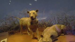 Lions of Tsavo Field Museum Chicago IL 61718 [upl. by Nomolos646]