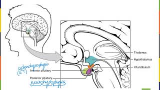 8G Endocrine Neurohypophysis [upl. by Aitnas658]