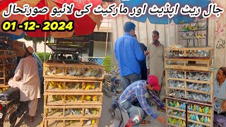 Lalukhet Sunday Birds Market Jaal Rate Update 0112 2024  Lalukhet Birds Market Update SYEDBIRDS [upl. by Stier86]