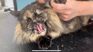 Grooming a Sassy Tortoiseshell Cat [upl. by Yokoyama]