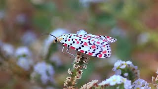 Crimson speckled flunkey Utetheisa pulchella [upl. by Leid886]