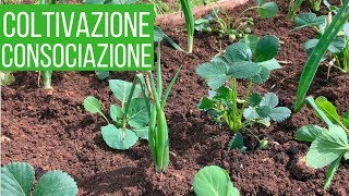 Coltivare le FRAGOLE  2 Consociazioni strane ma efficaci  Orto amp Giardinaggio [upl. by Nahtannoj]