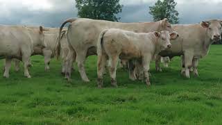 VACHES GESTANTES EARL BONNOT BERNARD amp DENISE CHAMPLECY ATTITUDE 2024 [upl. by Romilly]