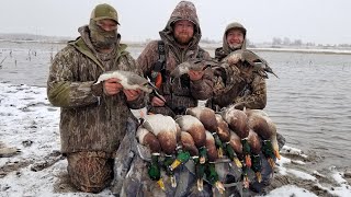 SNOW STORM MALLARDS AND PINTAILS Public Land WalkIn Duck Hunting [upl. by Assirahs]