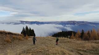 VulpeaFox  Natura Sinaia cota 2000m Prahova [upl. by Enytnoel]