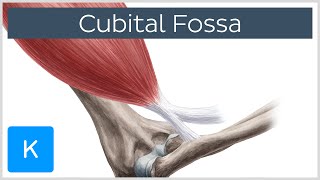 Cubital Fossa  Location amp Borders  Human Anatomy  Kenhub [upl. by Nirra]