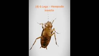 Amazing Facts about Cockroach  Structural Organization In Animals Class 11 Biology cbse neet [upl. by Ruhtra127]