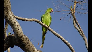 Loros cantando en sus nidos  Sonidos de los loros verdes cotorras periquitos en la naturaleza [upl. by Merv]