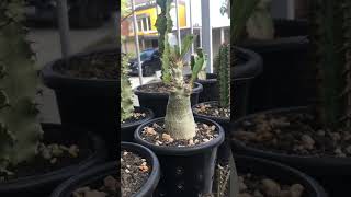 Pachypodium Saundersii with lavarock and pumice as grow media pachypodium caudex [upl. by Fulmer]