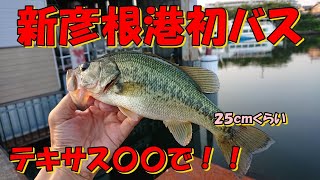 バス釣り琵琶湖・・・朝マズメ高活性の新彦根港でライトテキサスを○○で使ってみた！念願の初バスGET♪ [upl. by Mcintyre667]