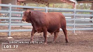 Lot 77 DRENSMAINE L 276 P [upl. by Kjersti]