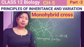 Monohybrid cross Class 12 biology CH 5NCERTNEETbiology neet [upl. by Saqaw]