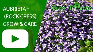 Aubrieta  How to grow Rock cress [upl. by Ydneh]