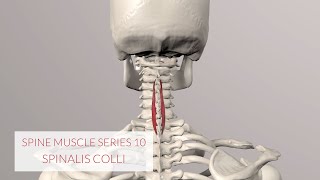 Spine Series 10 Neck Muscles Spinalis Colli 3D Animation [upl. by Cristoforo418]