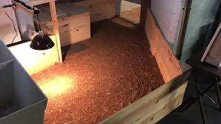 UPDATED Indoor Adult Sulcata Tortoise Enclosure  Michigan Indoor Habitat [upl. by Selym]