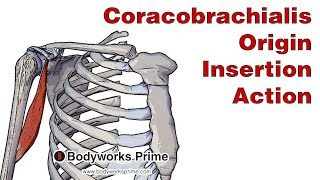 Coracobrachialis Anatomy Origin Insertion amp Action [upl. by Liban931]