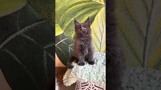 Erik Blue Maine Coon Male Kitten Available Now  Purebred Kitties [upl. by Avruch578]