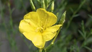 Plant portrait  Evening primrose Oenothera biennis [upl. by Locke]