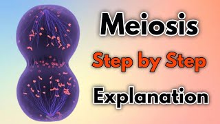 Meiosis  Step by Step Explanation [upl. by Zamora]