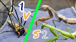 Unequal battle 2 praying mantises  1 zebra spider  Tropical Forest Bees Mantis spider [upl. by Harbert436]