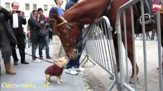 FUNNY HORSES ★ Funny Horse Videos Funny Pets [upl. by Bianka]