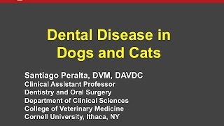 Recognizing and Treating Common Dental Conditions in Dogs and Cats  conference recording [upl. by Htieh]