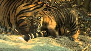 Tiger Cubs  First day exploring their new habitat [upl. by Oluap]