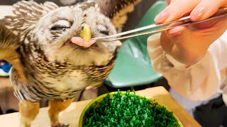 Visiting Japans Owl CafeBird Cafe🦉  TORINOIRU CAFE YANAKA [upl. by Reklaw]