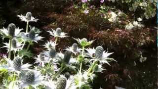 The Garden Ghost Eryngium giganteum [upl. by Bainter]