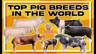 TOP PIG BREEDS IN THE WORLD [upl. by Orin]