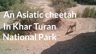 An Asiatic cheetah in Khar Turan National Park [upl. by Mikel]