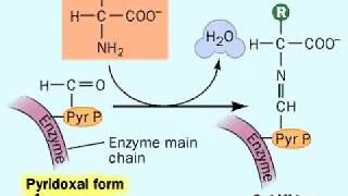 Biosynthesis Amino acids  Metabolism [upl. by Adonis529]