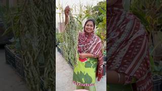 How to Store Curry Leaves Karri Patta for Lasting Full of Flavor curryleaves organicfarming [upl. by Tnecnivleahcim]