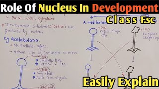 Role Of Nucleus In Development  Acetabularia  Chapter Growth And Development  Class 12 Biology [upl. by Tebor990]