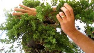 How to Create a Bonsai Tree From a Nursery Juniper Part One [upl. by Euqnomod]