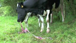 Cow eating Afterbirth  Placenta Placentophagy [upl. by Christmas]