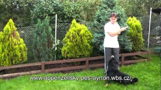 Appenzeller Sennenhund in Bewegungmpg [upl. by Adiazteb]