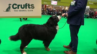 Bernese Mountain Dog Crufts 2023 [upl. by Birch]