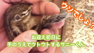 【公式】リス飼い主さまだけが驚く、お迎え初日のシマリス [upl. by Tada]