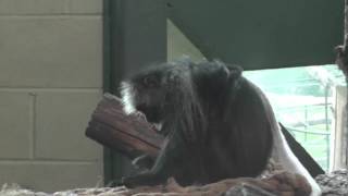 King Colobus Monkeys Paignton Zoo 9th January 2013 [upl. by Ygief]