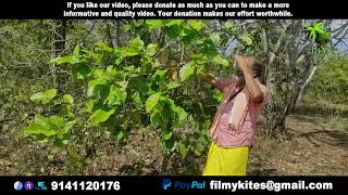 Plant  318  ಸಾಲ್ ಮರ  Sal tree  Shorea robusta  Herbal amp The plant [upl. by Adnilram]