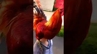 Rooster inAGTAmericagottalentDuoSchumacherAGT magic [upl. by Luhar]