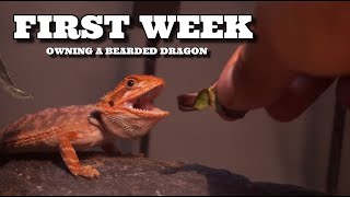 First Week Owning Your New Bearded Dragon  Beginner Tips [upl. by Aibar]